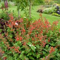 Salvia coccinea 'Lady in Red'